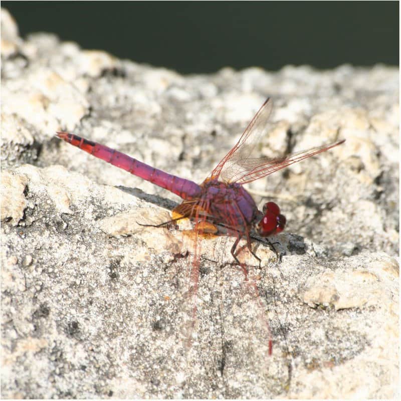 צילום 2 מאת הדפסה על קנבס - הדפסות על קנבס | גלריה רעות