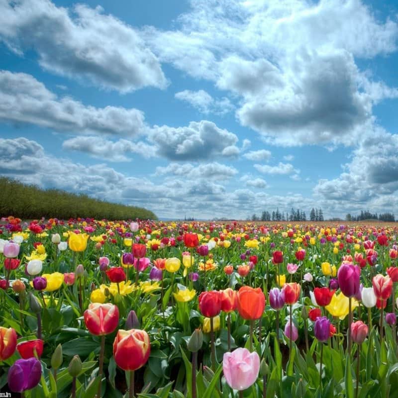 שדה 1 מאת הדפסה על קנבס - הדפסות על קנבס | גלריה רעות