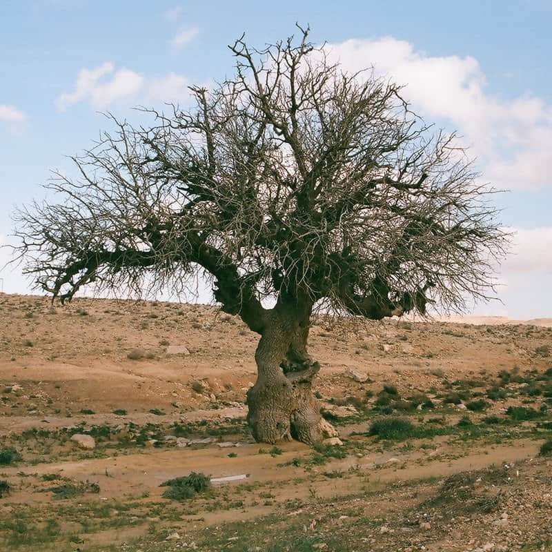 העץ במדבר מאת הדפסה על קנבס - אמנות עד 1,000 ₪ | גלריה רעות