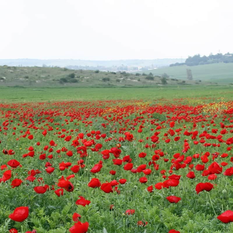 שדה אדום מאת הדפסה על קנבס - אמנות עד 1,000 ₪ | גלריה רעות