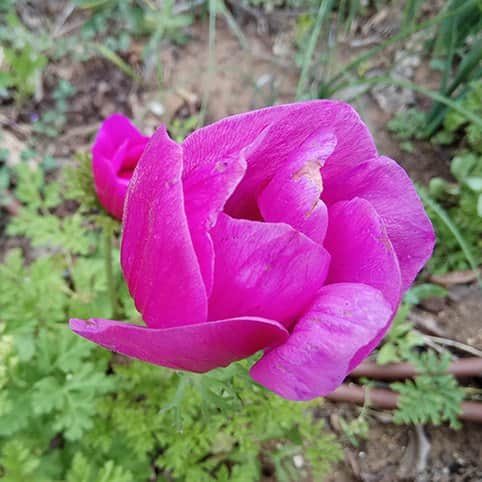 הפרח מאת הדפסה על קנבס - הדפסות על קנבס | גלריה רעות