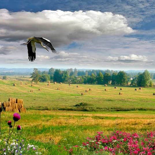 חציר ואנפה מאת הדפסה על קנבס - הדפסות על קנבס | גלריה רעות