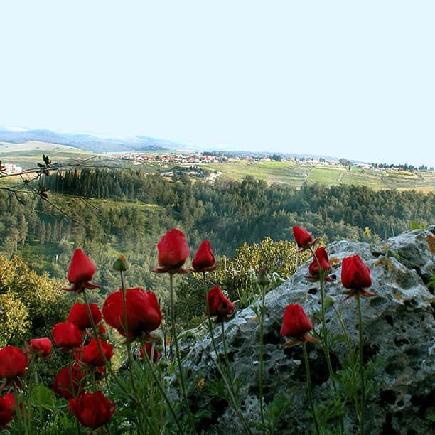 כלניות מאת הדפסה על קנבס - הדפסות על קנבס | גלריה רעות