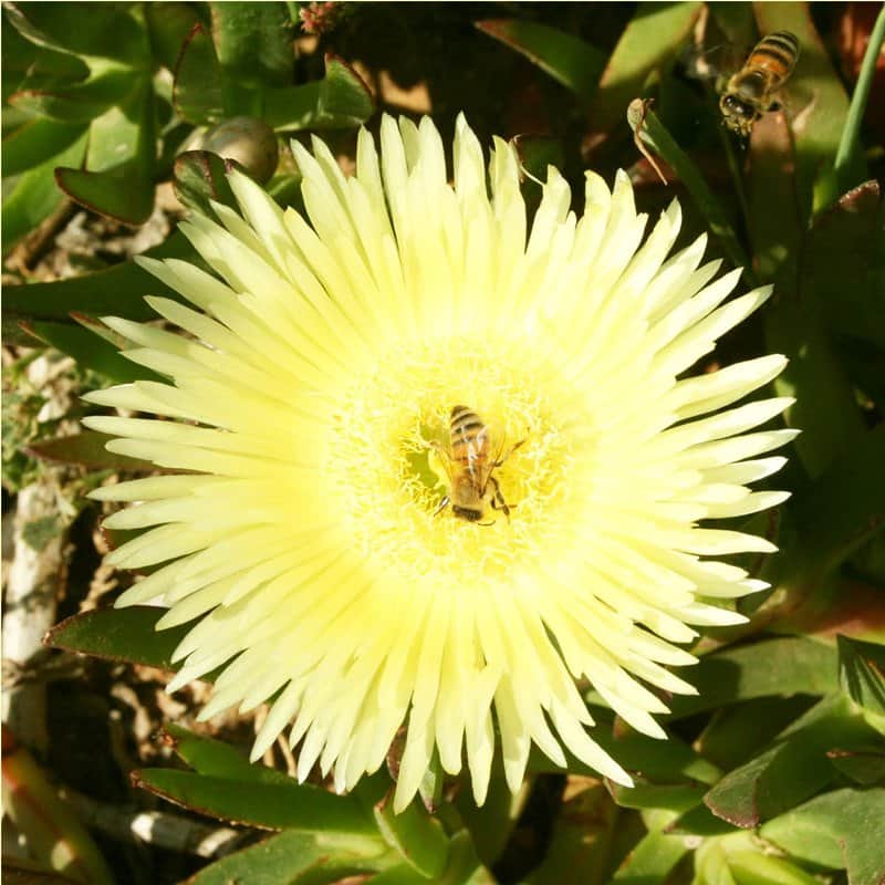 הטבע 2 מאת הדפסה על קנבס - הדפסות על קנבס | גלריה רעות