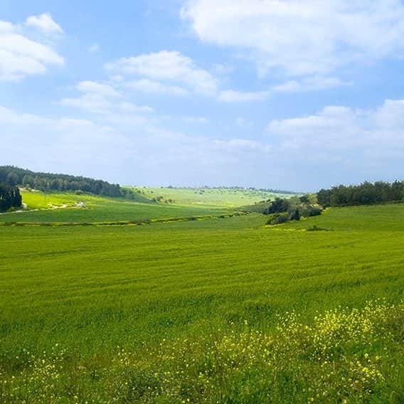 שדה ירוק מאת הדפסה על קנבס - הדפסות על קנבס | גלריה רעות