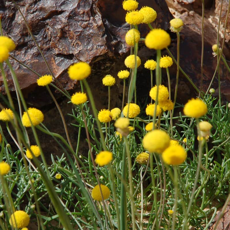 המדבר בצהוב מאת הדפסה על קנבס - הדפסות על קנבס | גלריה רעות