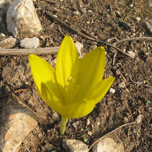 צהוב מאת הדפסה על קנבס - הדפסות על קנבס | גלריה רעות