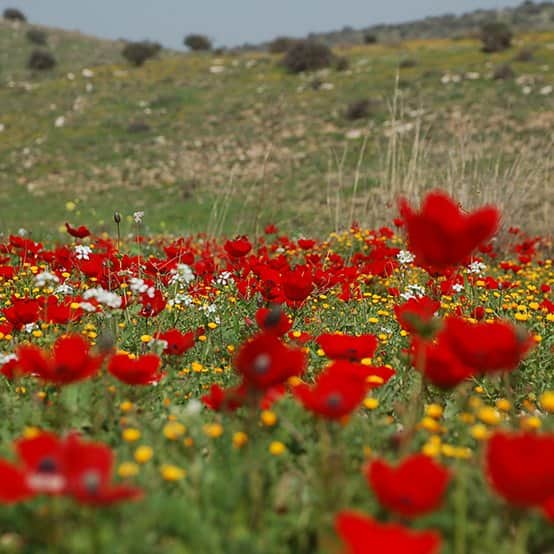 פרחים אדומים 1 מאת הדפסה על קנבס - אמנות עד 1,000 ₪ | גלריה רעות