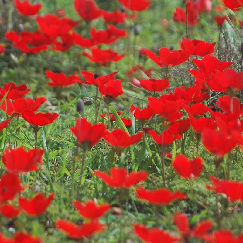 פרחים אדומים 2 מאת הדפסה על קנבס - הדפסות על קנבס | גלריה רעות