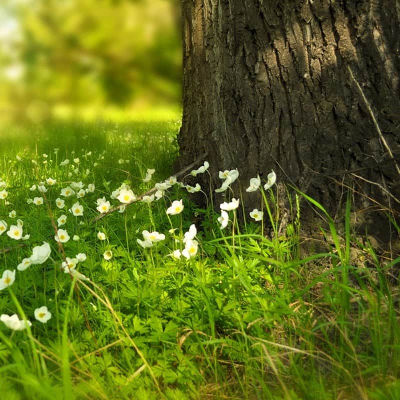עץ השדה מאת הדפסה על קנבס - הדפסות על קנבס | גלריה רעות