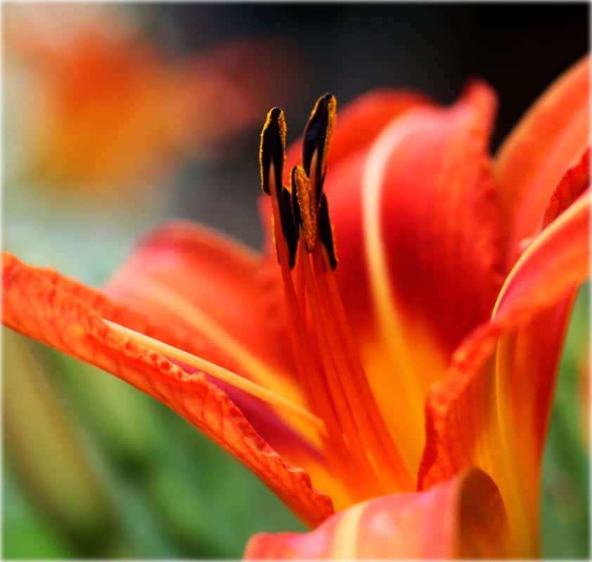 פרחים 3 מאת הדפסה על קנבס - הדפסות על קנבס | גלריה רעות