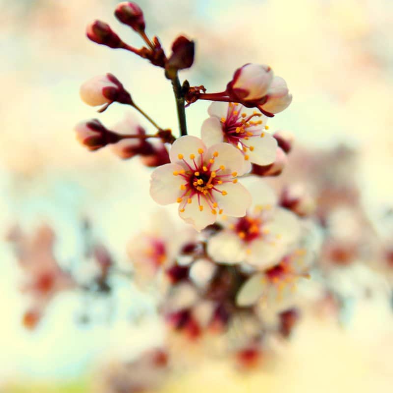 פרחים 4 מאת הדפסה על קנבס - הדפסות על קנבס | גלריה רעות