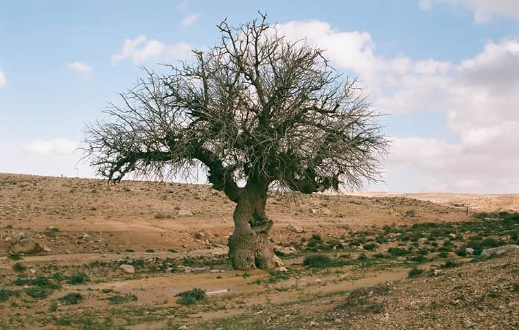 עץ במדבר מאת הדפסה על קנבס - הדפסות על קנבס | גלריה רעות
