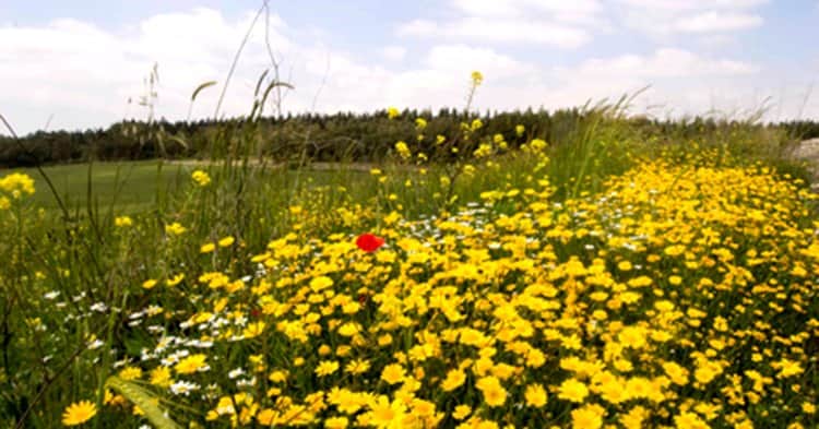 חרציות מאת הדפסה על קנבס - הדפסות על קנבס | גלריה רעות