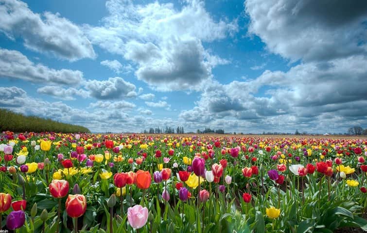 שדה צבעוני מאת הדפסה על קנבס - הדפסות על קנבס | גלריה רעות