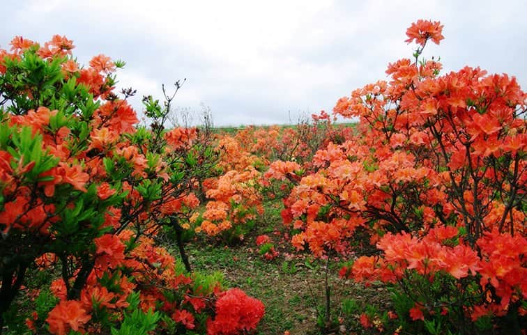 שיא הפריחה מאת הדפסה על קנבס - הדפסות על קנבס | גלריה רעות
