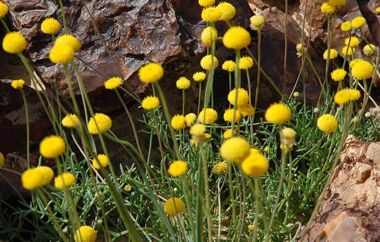 פריחה במדבר מאת הדפסה על קנבס - הדפסות על קנבס | גלריה רעות