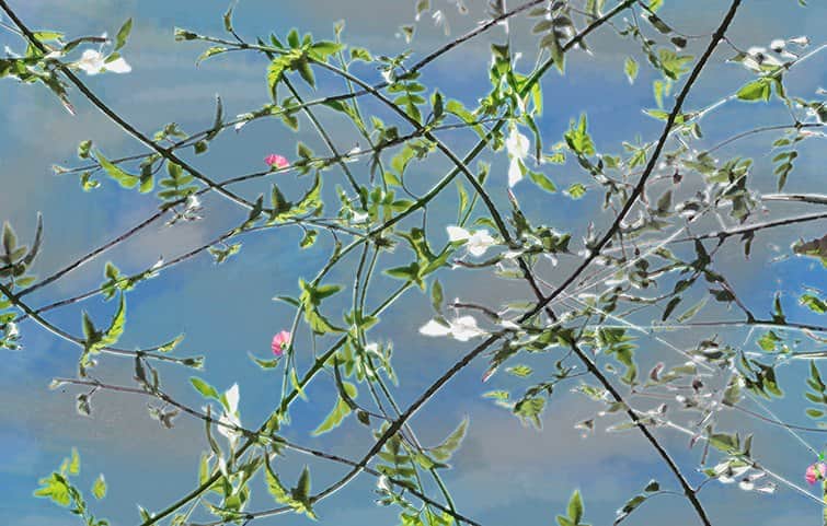 יצירת הטבע מאת הדפסה על קנבס - הדפסות על קנבס | גלריה רעות