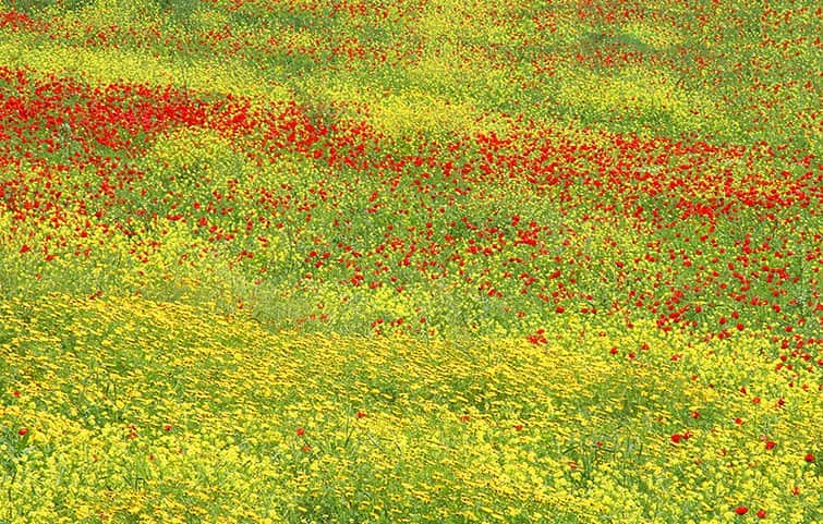 השדה מאת הדפסה על קנבס - הדפסות על קנבס | גלריה רעות