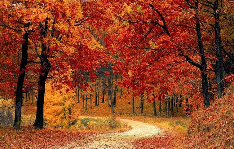 חורשה באדום מאת הדפסה על קנבס - הדפסות על קנבס | גלריה רעות