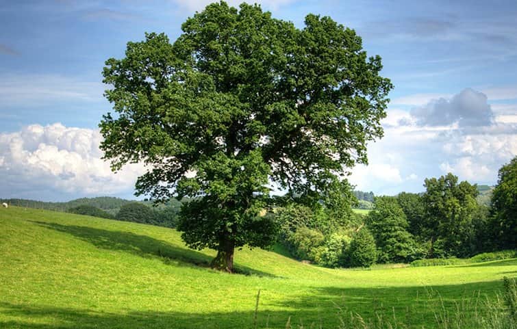 עץ השדה מאת הדפסה על קנבס - הדפסות על קנבס | גלריה רעות