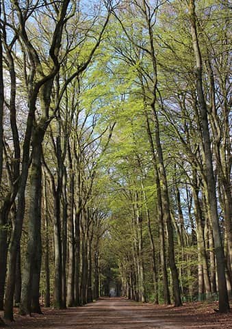 שביל בשדרה מאת הדפסה על קנבס - הדפסות על קנבס | גלריה רעות